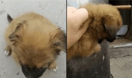 杀狗视频,人性与道德的拷问